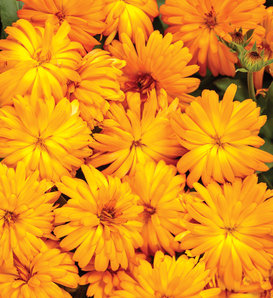 Lady Godiva® Orange - English Marigold - Calendula hybrid