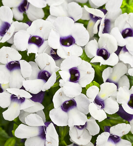 Catalina® Grape-o-licious™ - Wishbone Flower - Torenia hybrid