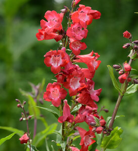 Cherry Sparks - Beardtongue - Penstemon hybrida