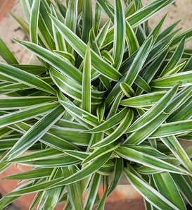 'Variegatum' - Spider Plant - Chlorophytum comosum