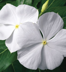 Cora® White - Vinca - Catharanthus roseus
