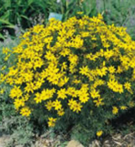 'Zagreb' - Threadleaf Coreopsis - Coreopsis verticillata