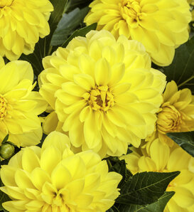 Virtuoso™ Dayglo Yellow™ - Dahlia variabilis