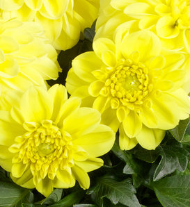 Dalina® Midi Corsica - Dahlia hybrid