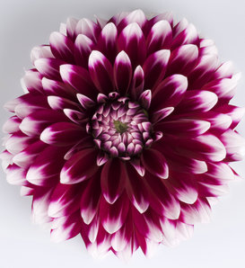 Dalina® Grande Cancun - Dahlia hybrid