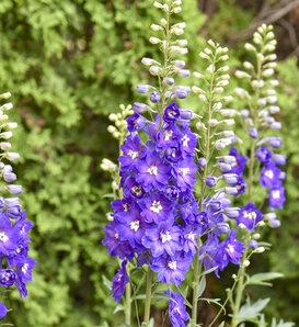 'Violets are Blue' - Hybrid Bee Delphinium - Delphinium elatum