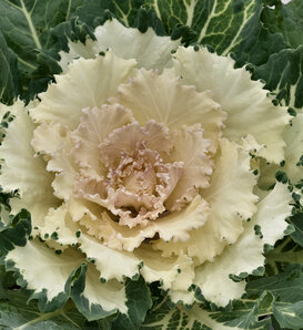 Osaka White - Flowering Cabbage - Brassica oleracea