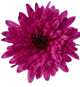 Morgana Purple Garden Mum - Chrysanthemum grandiflorum