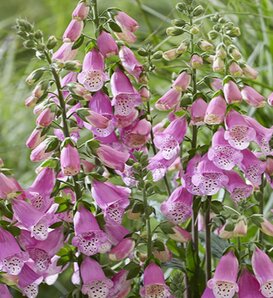 'Pink Panther' - Foxglove - Digitalis hybrid