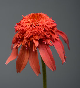 Double Scoop™ Mandarin - Coneflower - Echinacea hybrid