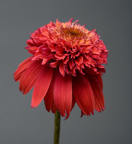 Double Scoop™ Orangeberry - Coneflower - Echinacea hybrid