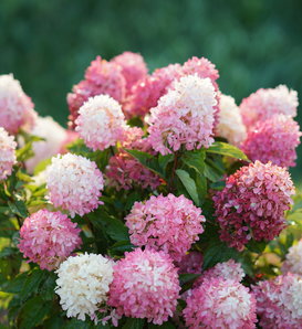 Zinfin Doll® - Panicle hydrangea - Hydrangea paniculata