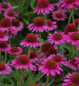 Color Coded® 'The Fuchsia is Bright' Coneflower (Echinacea) – Proven  Winners Direct