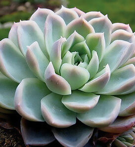 Elegans - Echeveria unknown