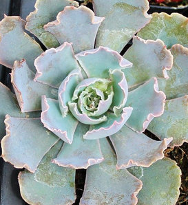 Rosea - Echeveria sp.