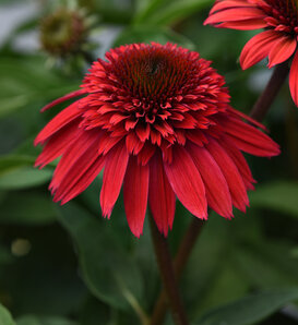 Double Scoop™ Strawberry Deluxe - Coneflower - Echinacea hybrida