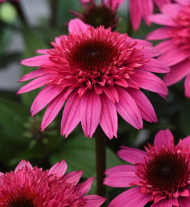 Echinacea Double Scoop Mandarin (Coneflower)