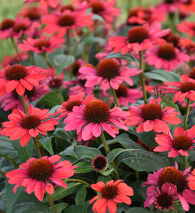 Color Coded® Knock 'em Red - Coneflower - Echinacea hybrid