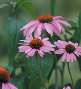 Color Coded® 'The Fuchsia is Bright' Coneflower (Echinacea) – Proven  Winners Direct