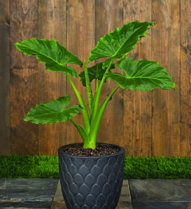 Emerald Isle™ - Elephant Ears - Alocasia hybrid