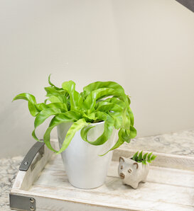 Living Lace® Hurricane - Bird's Nest Fern - Asplenium antiquum