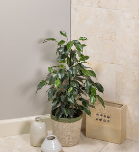 Ficus Cyathistipula - Plante d'Intérieur Unique et Robuste – La Green Touch