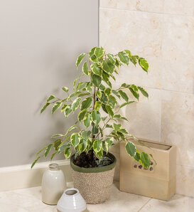 Ficus Cyathistipula - Plante d'Intérieur Unique et Robuste – La Green Touch