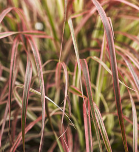 Graceful Grasses® 'Fireworks' - Variegated Red Fountain Grass - Pennisetum setaceum 'Rubrum'