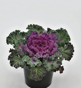 Nagoya Red - Flowering Kale - Brassica oleracea