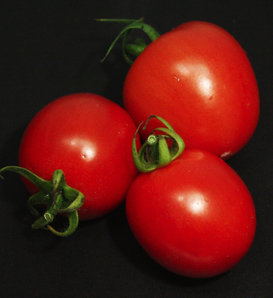 Tempting Tomatoes® 'Garden Gem' - Solanum lycopersicum