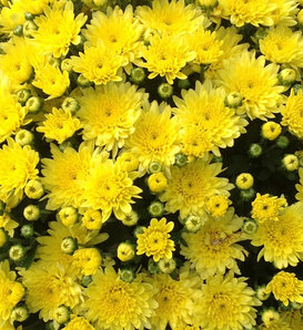 Moonglow Yellow Garden Mum - Chrysanthemum grandiflorum