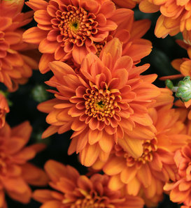 Orange Zest Garden Mum - Chrysanthemum grandiflorum
