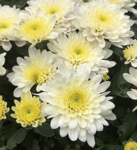 Paradiso White Garden Mum - Chrysanthemum grandiflorum