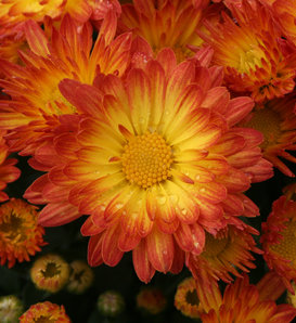 Stacy™ Dazzling Orange Garden Mum - Chrysanthemum grandiflorum