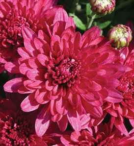 Wanda Purple Garden Mum - Chrysanthemum grandiflorum