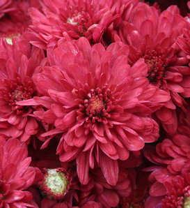 Wanda Red Garden Mum - Chrysanthemum grandiflorum