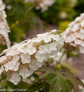 Gatsby Gal® - Oakleaf hydrangea - Hydrangea quercifolia