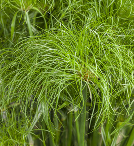 Graceful Grasses® Prince Tut™ - Dwarf Egyptian Papyrus - Cyperus papyrus