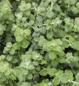 Petite Licorice - Licorice Plant - Helichrysum petiolare