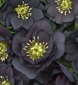 Spanz (Helleborus) Black – Bloom Garden