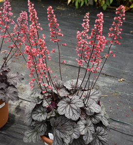 Dolce® Glazed and Infused - Coral Bells - Heuchera hybrid