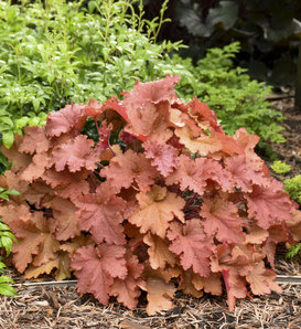 Primo® 'Peachberry Ice' - Coral Bells - Heuchera hybrid