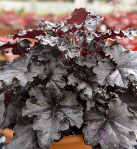 Dolce® Sultry Night - Coral Bells - Heuchera hybrid