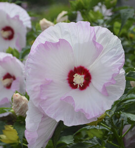 Summerific® 'Evening Rose' - Rose Mallow - Hibiscus hybrid