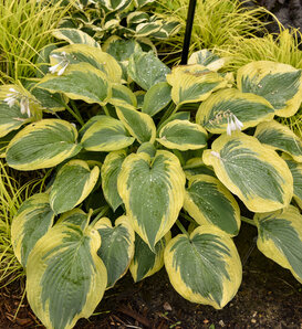 Shadowland® 'Chance Encounter' - Hosta hybrid