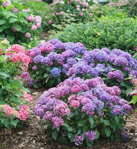 Tuff Stuff Top Fun™ - Reblooming Mountain Hydrangea - Hydrangea serrata