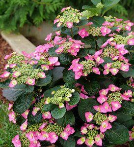 Tuff Stuff Top Fun® - Reblooming Mountain Hydrangea - Hydrangea serrata