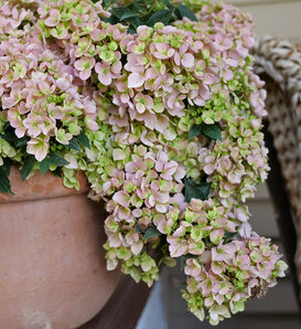 Fairytrail Fresco™ - Cascade Hydrangea - Hydrangea x