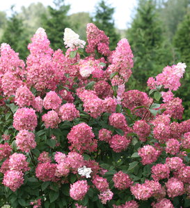 Fire Light® - Panicle Hydrangea - Hydrangea paniculata