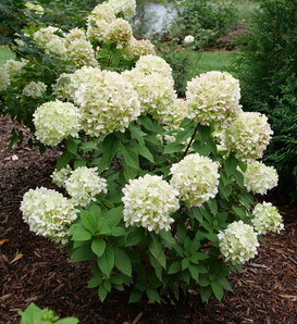 Powerball™ - Panicle hydrangea - Hydrangea paniculata